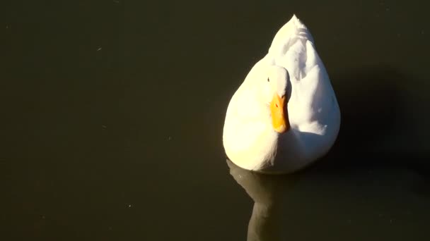 Tagsüber Ente Der Natur — Stockvideo