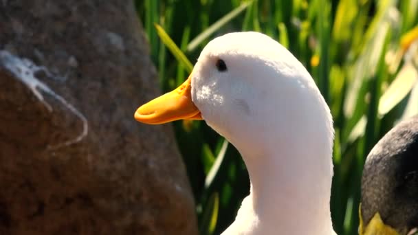 Pekin Kacsa Természetben Nappali Időszakban — Stock videók