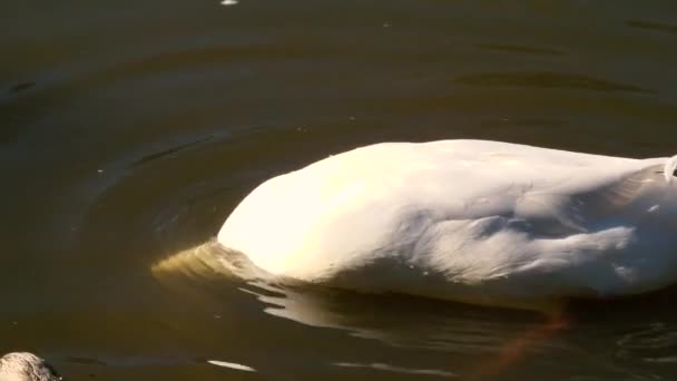 Pekin Anatra Fuori Nella Natura Durante Giorno — Video Stock