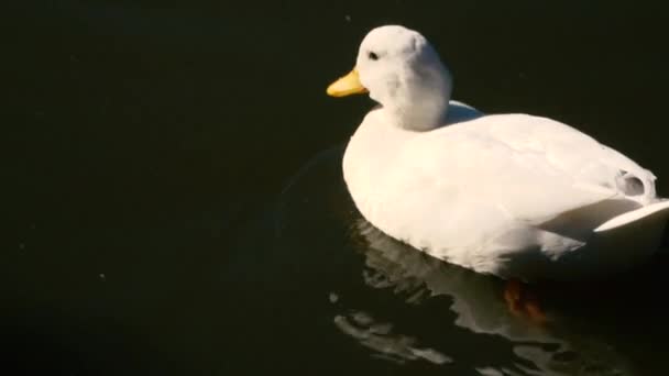 Pekin Duck Uit Natuur Gedurende Dag Tijd — Stockvideo