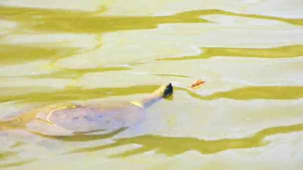 Mary River Tortue dans la nature pendant la journée 