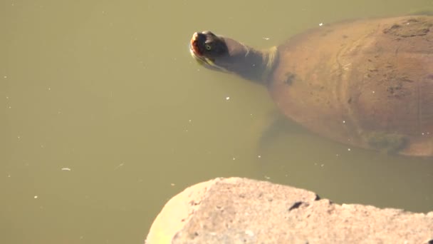 Mary River Turtle Wśród Natury Ciągu Dnia — Wideo stockowe