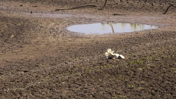 Lac Apex Très Sec Gatton Région Lockyer Valley Queensland Après — Video