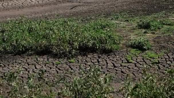ガットン ロッキーバレー地域 クイーンズランド州の非常に乾燥した湖アペックスは 長い間雨が降っていない — ストック動画