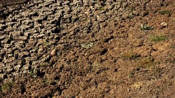 Very Dry Lake Apex Gatton Lockyer Valley Region Queensland Rain — Stock Video