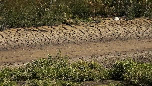 Gatton Çok Kuru Lake Apex Lockyer Valley Bölgesi Queensland Uzun — Stok video