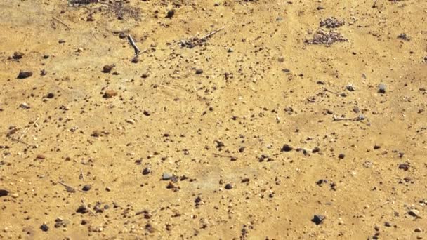 Gatton Çok Kuru Lake Apex Lockyer Valley Bölgesi Queensland Uzun — Stok video