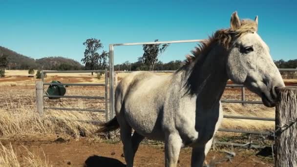 Cavallo Paddock Campagna Durante Giorno — Video Stock