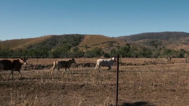 Vaches Australiennes Sur Une Ferme Dans Queensland Pendant Journée — Video