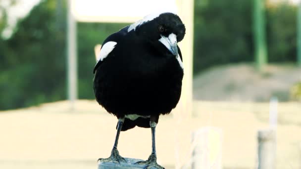 Australian Magpie Day Time — Stock Video
