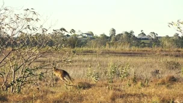 Groep Van Australische Kangoeroes Jumpers Een Veld Het Platteland Van — Stockvideo