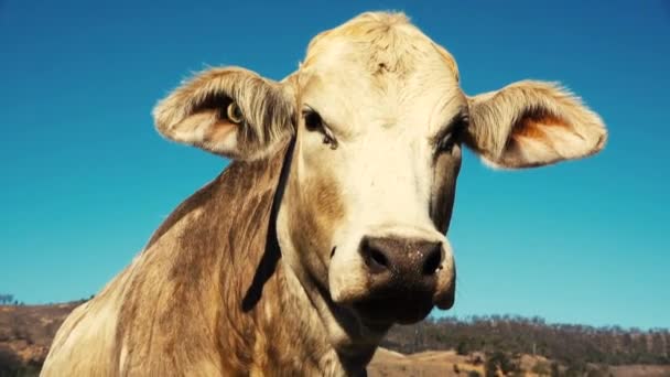 Toro Australiano Granja Durante Día — Vídeo de stock