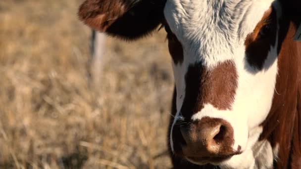 Bull Australiano Fazenda Durante Dia — Vídeo de Stock