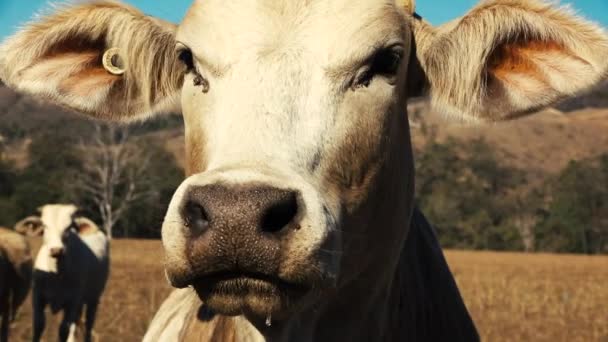 Australische Kühe Auf Einem Bauernhof Königsland Während Des Tages — Stockvideo