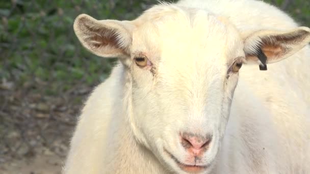 Ziege Tagsüber Draußen Der Natur — Stockvideo