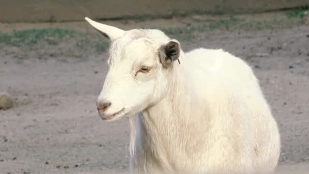 Capra Fuori Nella Natura Durante Giorno — Video Stock