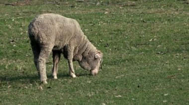 Avustralya RAM gün boyunca çiftlikte otlatma.