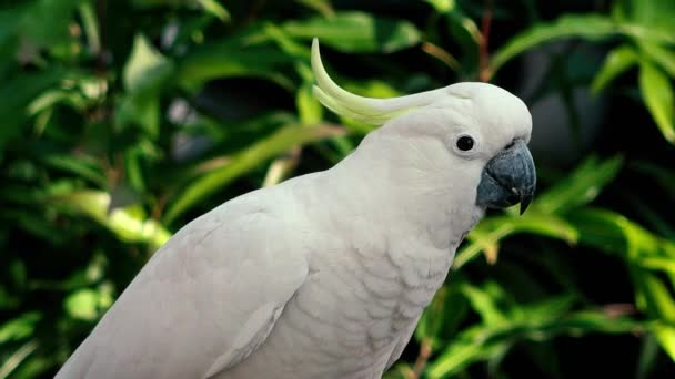 Gula Crested Kakadua Ute Naturen Dagen — Stockvideo