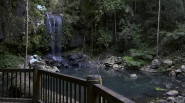 Curtis Falls şelale Gold Coast Hinterland, Queensland dışında Tamborine Milli Parkı Joalah Bölümü bulunan.