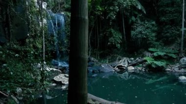 Curtis Falls şelale Gold Coast Hinterland, Queensland dışında Tamborine Milli Parkı Joalah Bölümü bulunan.