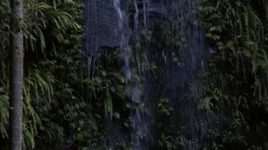 Curtis Falls şelale Gold Coast Hinterland, Queensland dışında Tamborine Milli Parkı Joalah Bölümü bulunan.