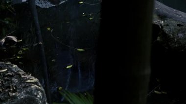Curtis Falls şelale Gold Coast Hinterland, Queensland dışında Tamborine Milli Parkı Joalah Bölümü bulunan.