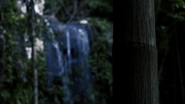 Curtis Falls Wodospad Znajduje Się Sekcji Joalah Tamborine Parku Narodowego — Wideo stockowe