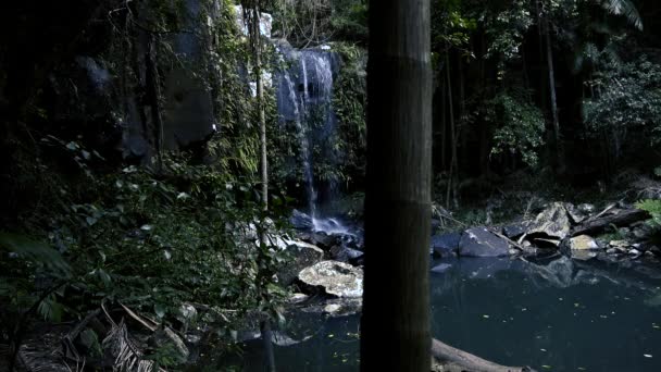 Curtis Falls Vattenfall Beläget Joalah Delen Tamborine National Park Som — Stockvideo