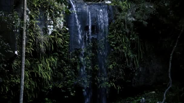 Cachoeira Curtis Falls Localizada Seção Joalah Parque Nacional Tamborine Que — Vídeo de Stock