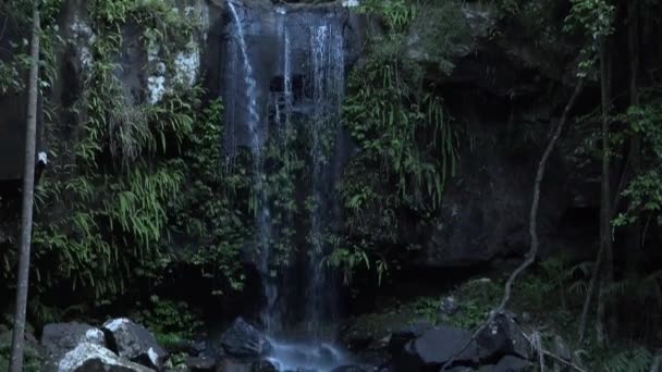 Curtis Falls Wasserfall Befindet Sich Joalah Abschnitt Des Tamborine Nationalparks — Stockvideo