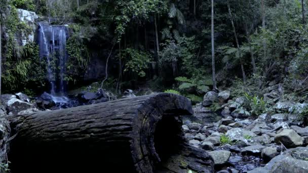 クイーンズランド州ゴールドコースト ヒンターランドの一部であるタンボリーン国立公園のジョアラーセクションに位置するカーティス滝の滝 — ストック動画