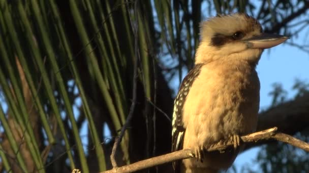 Australijski Kookaburra Przez Siebie Zewnątrz Odpoczynek Ciągu Dnia — Wideo stockowe
