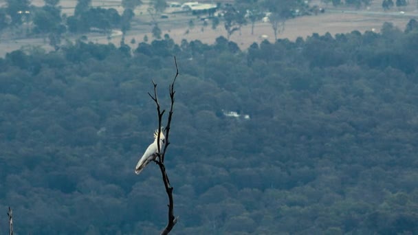 Κίτρινο Λοφιοφόρος Cockatoo Έξω Στη Φύση Κατά Διάρκεια Της Ημέρας — Αρχείο Βίντεο