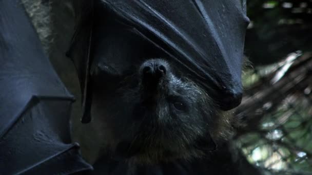 Κοντινά Πλάνα Ενός Γκρίζου Ιπτάμενου Νυχτερίδας Αλεπούς — Αρχείο Βίντεο