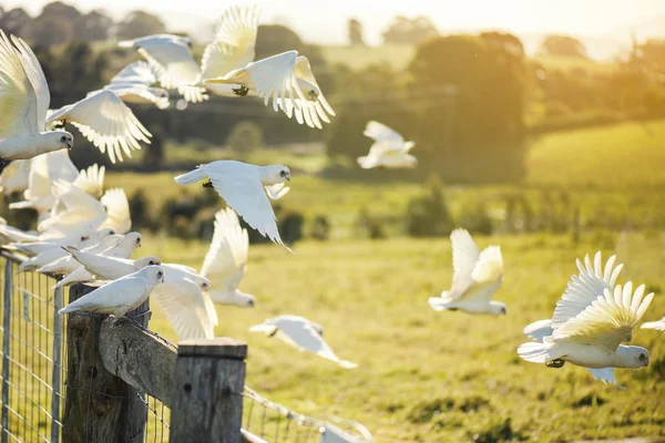 Corella kuşları sürüsü.