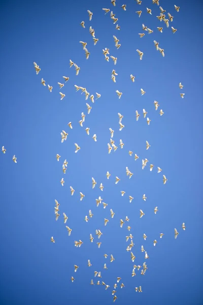 Hejno ptáků z rodu Corella. — Stock fotografie