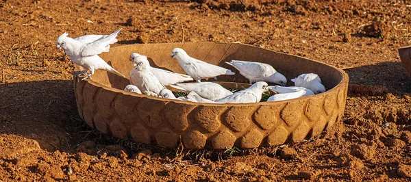 Corella kuşları sürüsü. — Stok fotoğraf