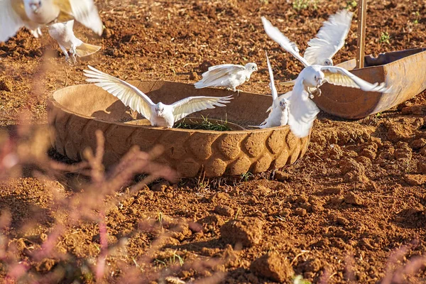 Corella kuşları sürüsü. — Stok fotoğraf