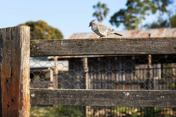 Una paloma de cresta australiana — Foto de Stock