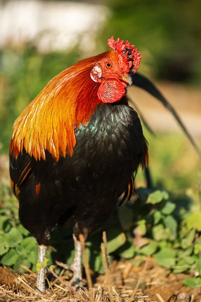 Australian Rooster. — Stock Photo, Image