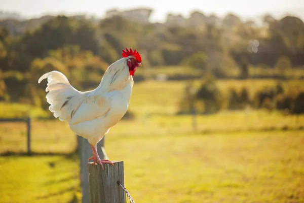 Australian Rooster. — Stock Photo, Image