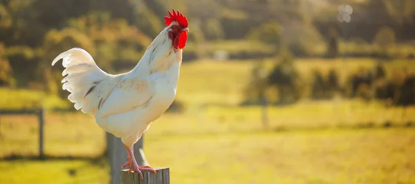 Australian Rooster. — Stock Photo, Image