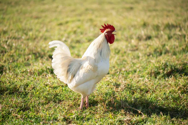 Australian Rooster. — Stock Photo, Image