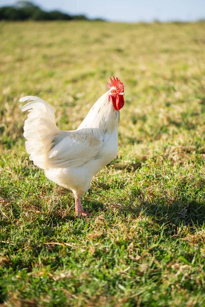 Australiensisk Tupp Utanför Naturen Dagen Time — Stockfoto