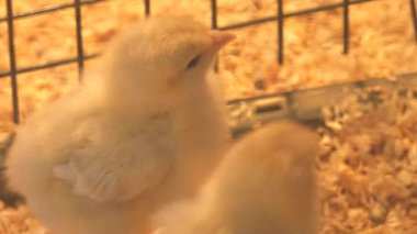 Isı lambası altında bir kafeste Yeni doğan tavuklar.