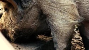 Gündüz leri çiftlikte minyatür domuz
