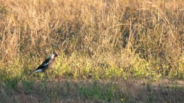 Gün süre içinde dışında Avustralya saksağanı.