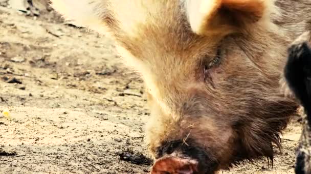 Porc Miniature Ferme Pendant Journée — Video