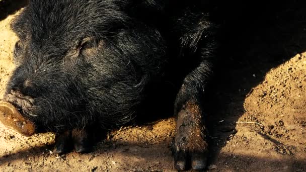 Μικροσκοπικό Γουρούνι Στο Αγρόκτημα Κατά Διάρκεια Της Ημέρας — Αρχείο Βίντεο