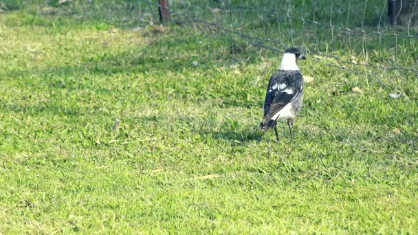 澳大利亚喜鹊白天外出时 — 图库视频影像